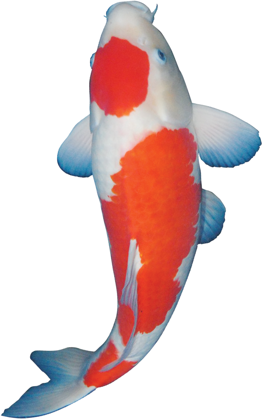 Gambar Koi Png - Koi (874x1586), Png Download