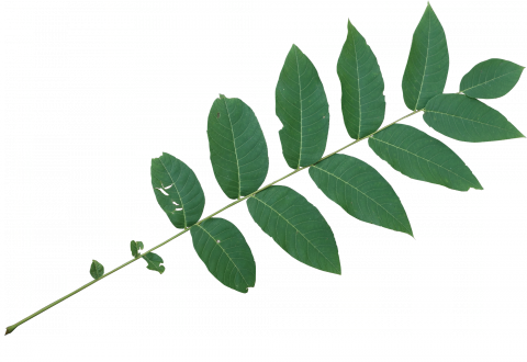 Black Walnut Leaf Png (480x330), Png Download