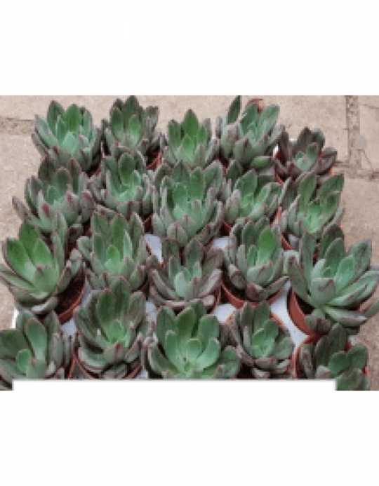 Painted Echeveria Live Succulent Plants With Plastic - Cactus (540x693), Png Download