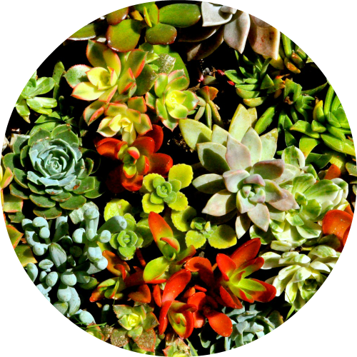 Special Occasion & Hostess Gifts - Pachyphytum (500x500), Png Download