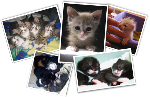 Vokra Cares For Orphaned Kittens As Young As One Day - Vancouver Orphan Kitten Rescue Association (502x323), Png Download