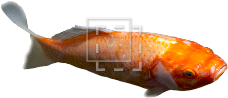 Parent Category - Koi Pond (450x450), Png Download