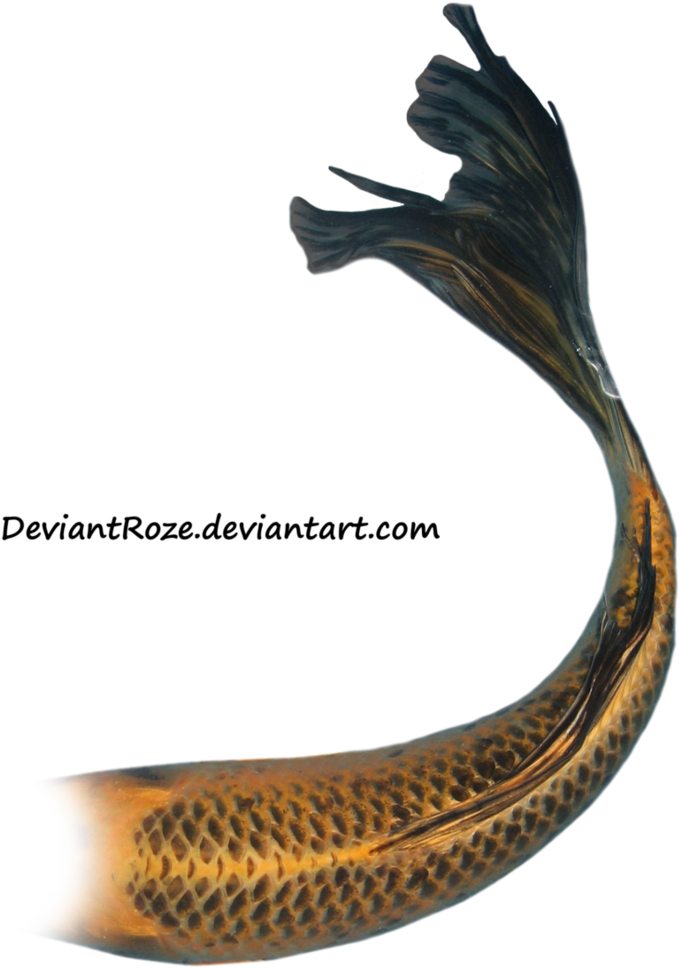 Mermaid Tail 08 By ~deviantroze On Deviantart - Mermaid Tails White Background (796x1003), Png Download
