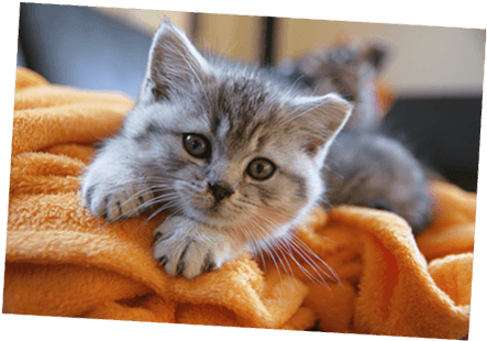 British Shorthair Kitten With Healthy Paws Kitten Insurance - Healthy Kitten (442x320), Png Download