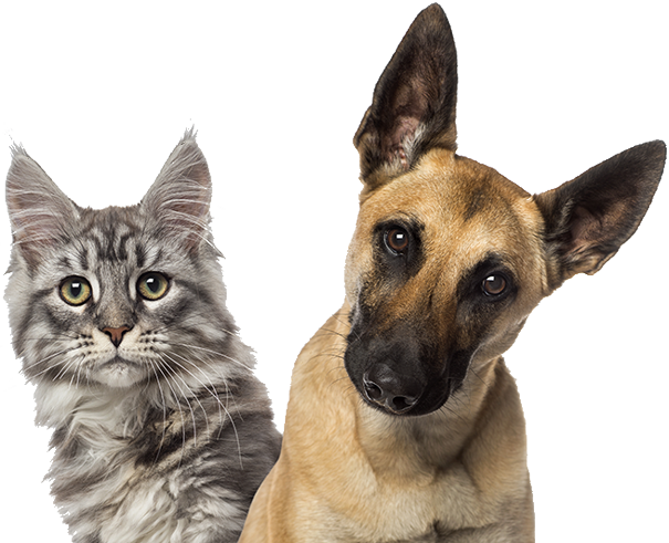 Family Member Animal Hospital - Png Puppies And Kittens (605x491), Png Download