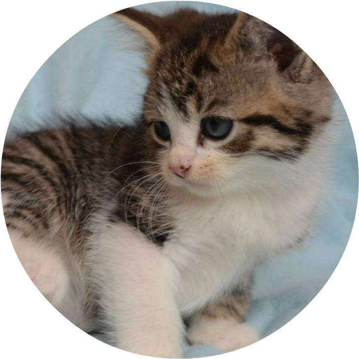 Litter Of Adorable Kittens 543d48951a9e7 - Kitten (847x804), Png Download