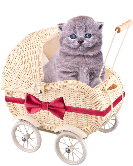 Cute Kittens Free Png - Cat (539x618), Png Download