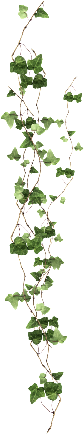 Long Vine Transparent - Ivy Png (1024x1566), Png Download