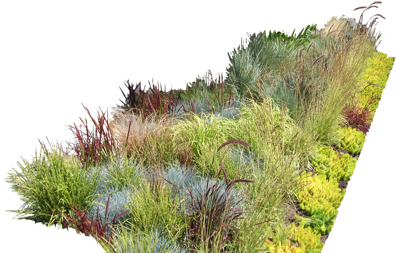 Vegetation Png (1479x899), Png Download