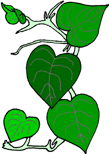 Vines Clip Art (350x496), Png Download