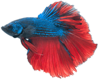 Betta Png File - Betta Fish Transparent Background (400x400), Png Download