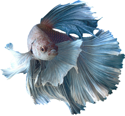 Transparent Fish Siamese Fighting - Siamese Fighting Fish Png (500x500), Png Download
