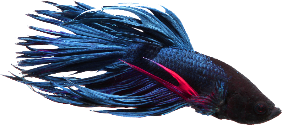 Betta (1000x604), Png Download