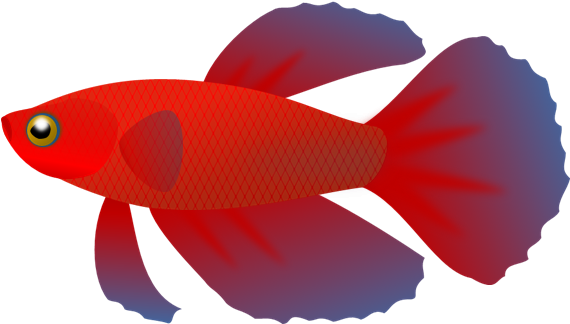 Picture Free Betta Transparent Pencil And In Color - Betta Fish Vector Png (582x336), Png Download