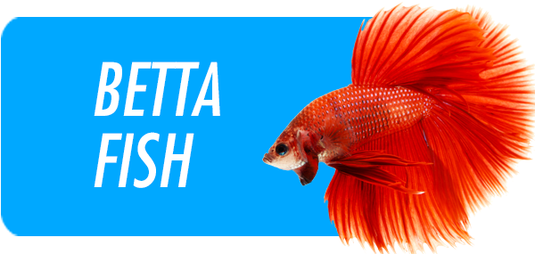 Betta Fish - Capa Do Livro A Meta (600x291), Png Download