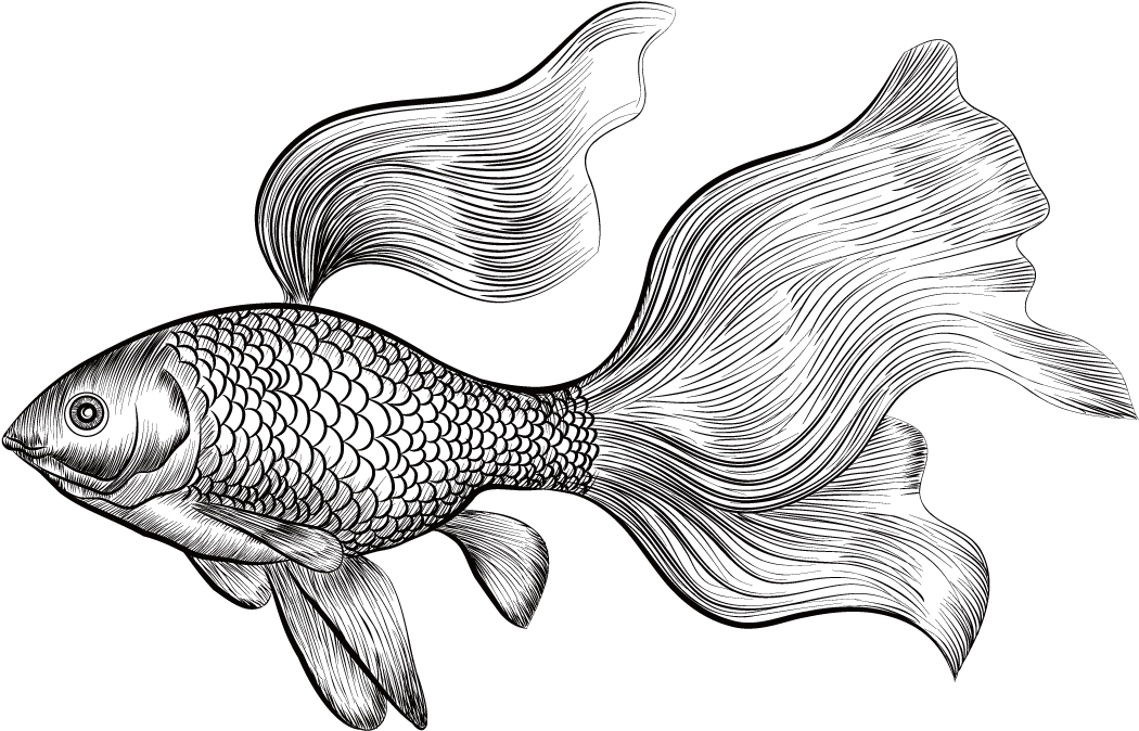 Betta Drawing At Getdrawings - Goldfish Drawing (1200x1200), Png Download