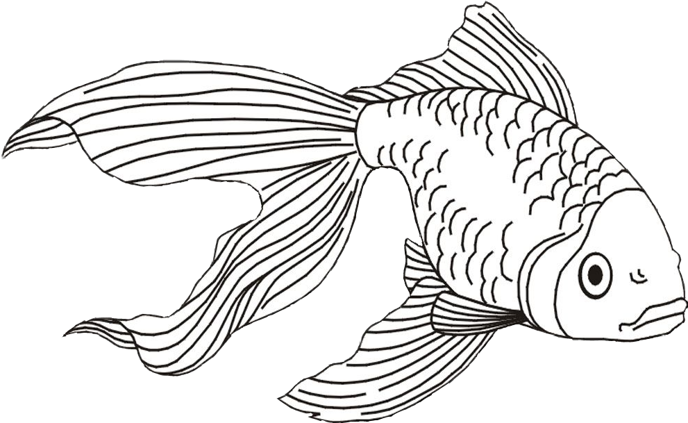 Goldfish Clipart Beta Fish - Fish And Shark Coloring Pages (991x609), Png Download