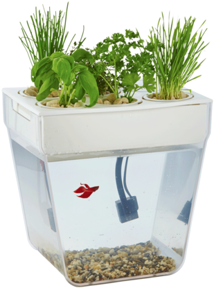 A Betta Fish Is A Great Pet For The Whole Family - Betta Fish Tanks (401x480), Png Download