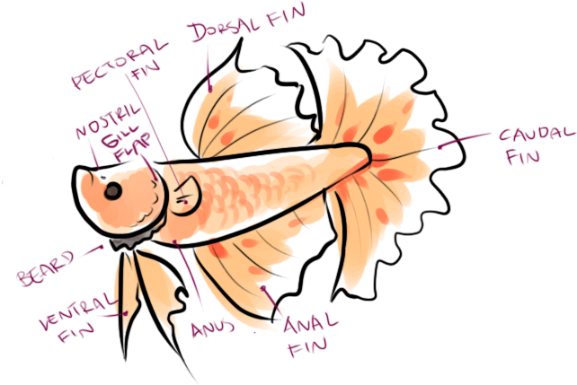 Never Keep A Male Betta Fish With Any Other Betta Fish, - Tell If Your Betta Fish (660x456), Png Download