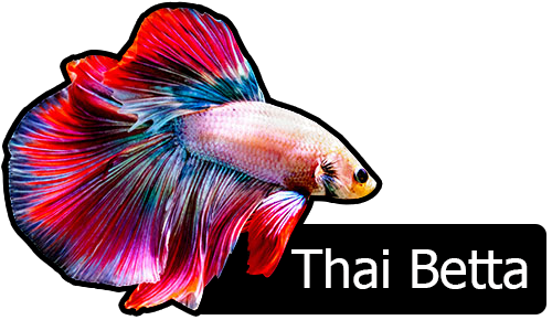 Approx Body Length - Fish (600x400), Png Download