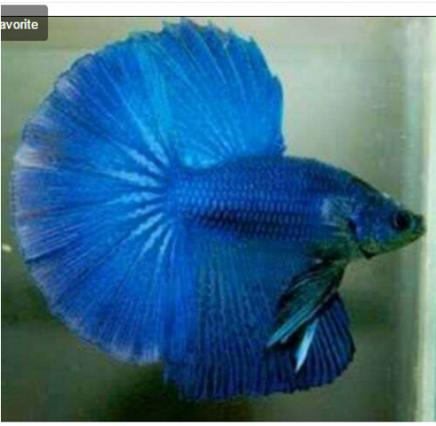 Full Moon Betta Fish, Kolhapur, Maharashtra, India - Betta Super Media Luna (640x480), Png Download