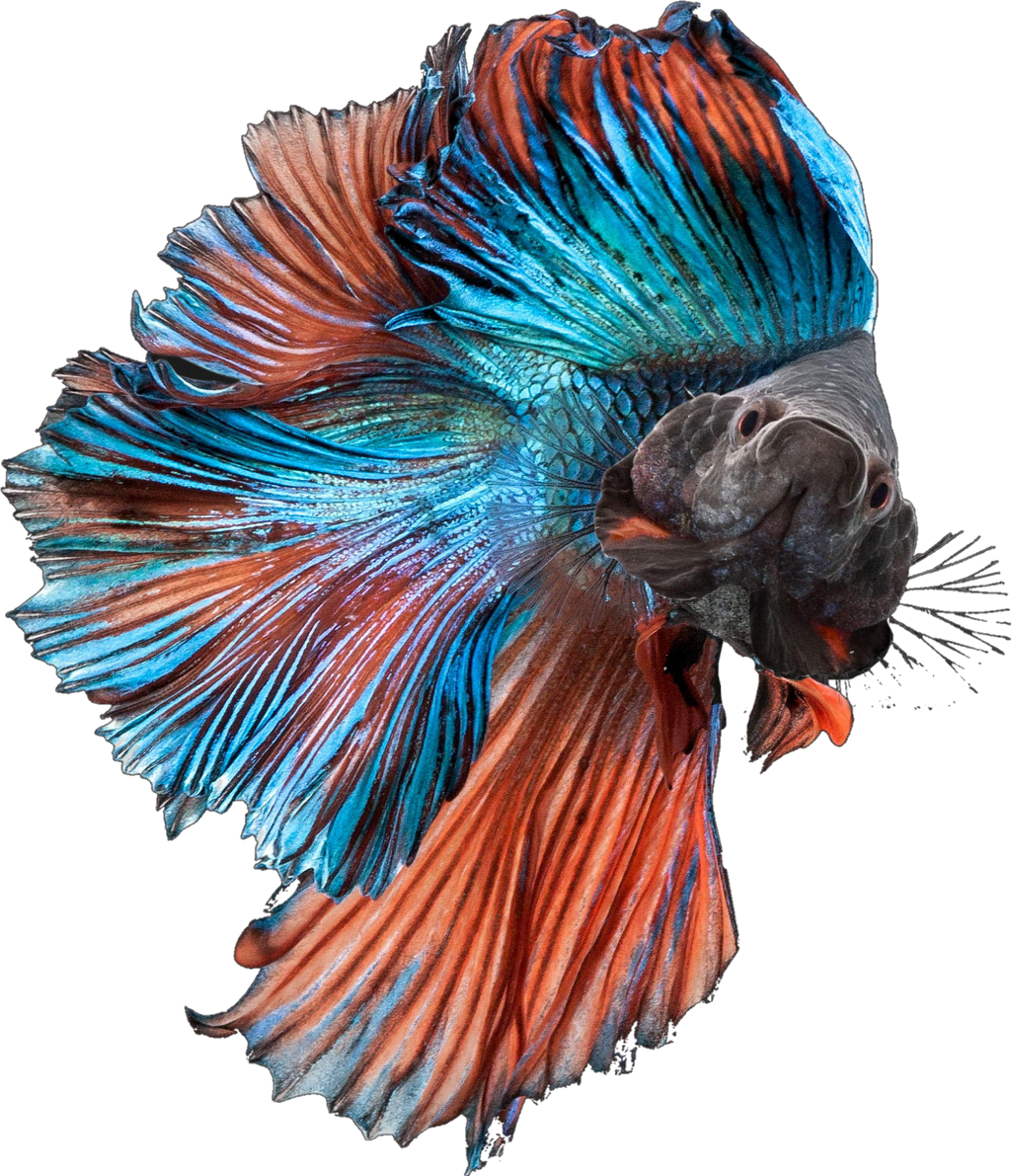 Betta Fish Bettasplendens Bettafish Blue Orange Fancy - Rudra Aquarium (1024x1191), Png Download