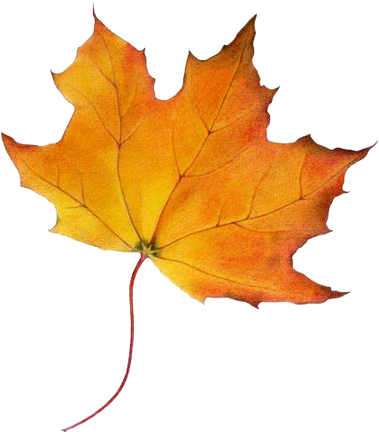 Autumn Fallautumn Leavesfalling - Maple Syrup Tree Leaf (480x536), Png Download