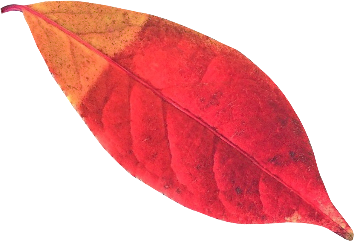 Leaf (1392x1096), Png Download
