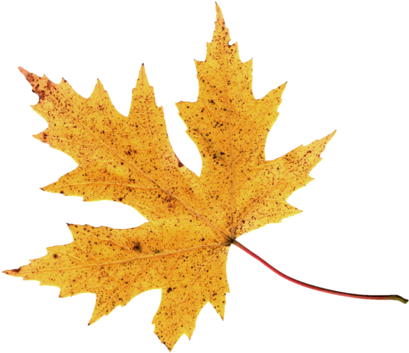 Autumn Leaf Png Image - Autumn (600x519), Png Download