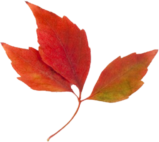 Maple Leaf Clipart Fall Leaves - Fall Leaves Clip Art (600x600), Png Download