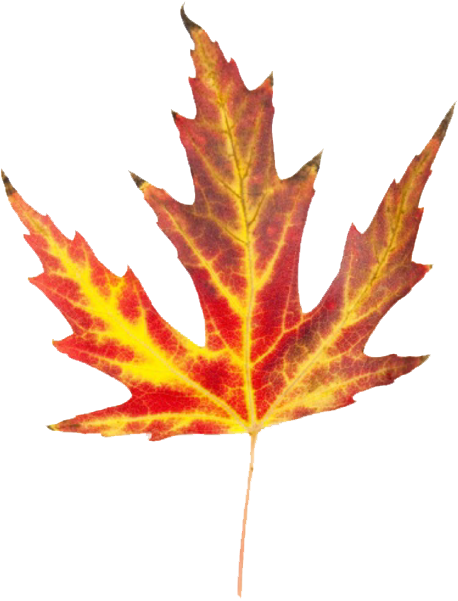 Leaves That Look Like Fire (600x600), Png Download