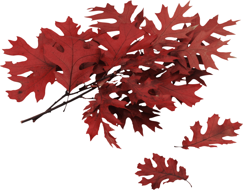 Free Png Autumn Leaf Png Images Transparent - Different Type Of Oak Trees (850x666), Png Download