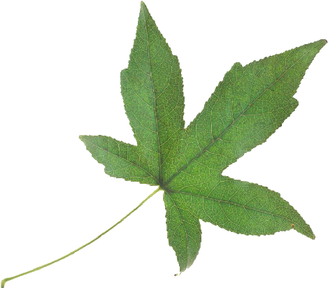 Falling Green Leaves Png Pic - Fall Leaves Green Png (505x426), Png Download
