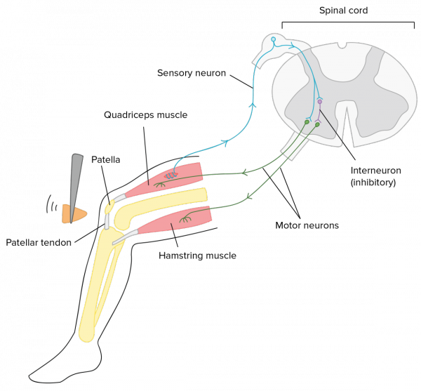 The Knee Jerk Reflex Transparent Background - Simple Knee Jerk Reflex (600x557), Png Download