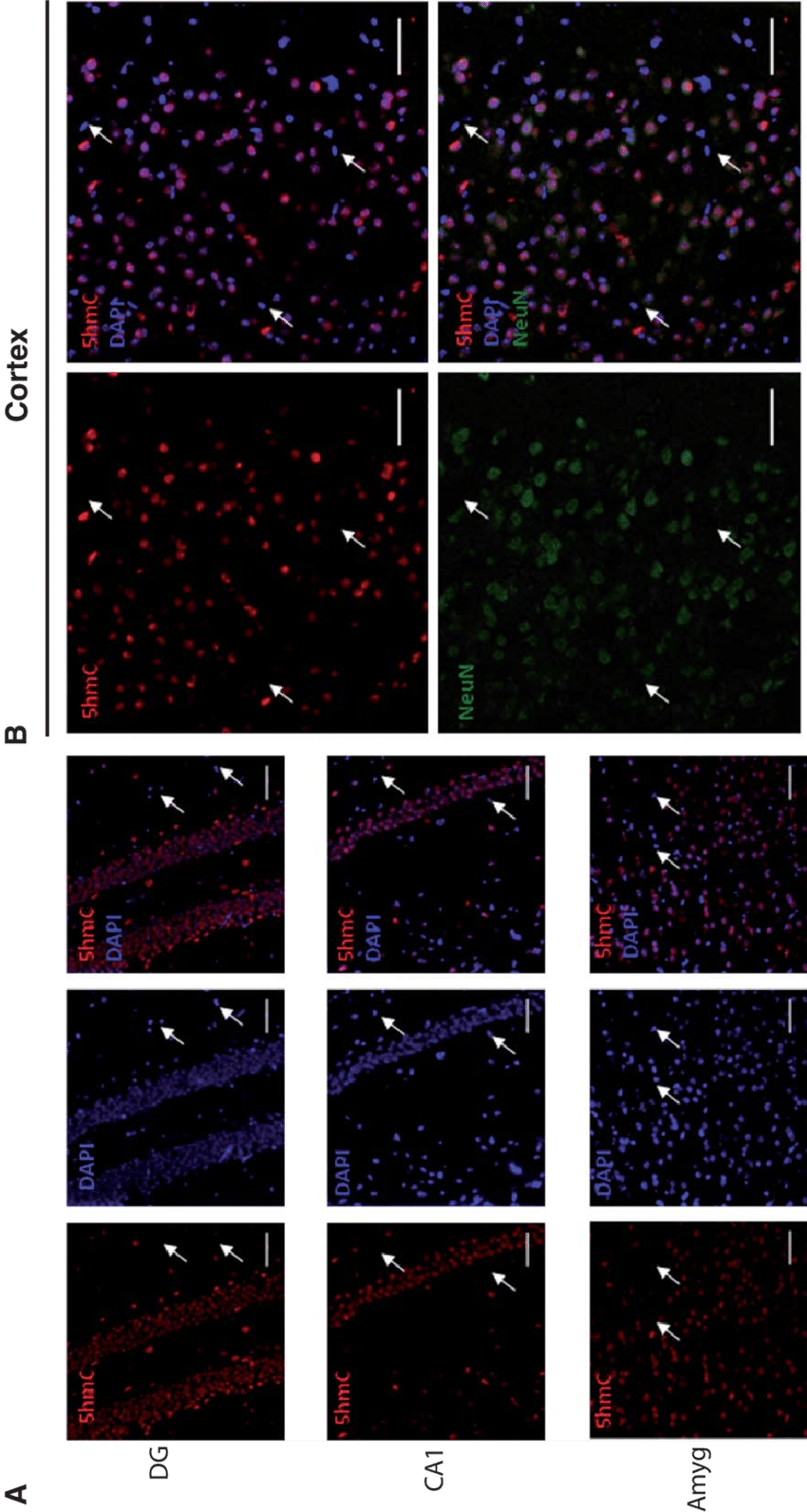 The 5hmc Is Preferentially Localized In Neurons Than - Night (850x1593), Png Download