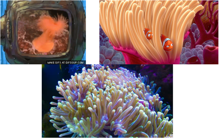 All It Has Is Something Called A Nerve Net Which Is - Marine Biology (703x444), Png Download