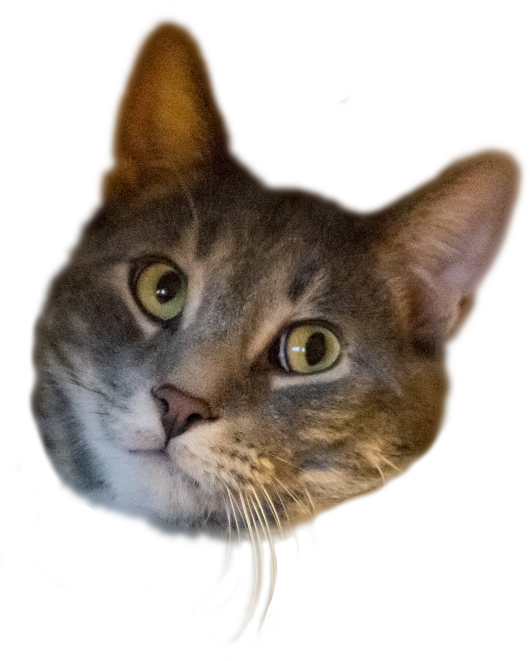 Here Is My Cat's Head, Transparent - Domestic Short-haired Cat (540x674), Png Download