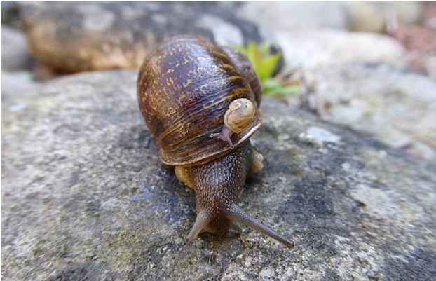 960 X 400 3 - Snail Out Of Shell (960x400), Png Download