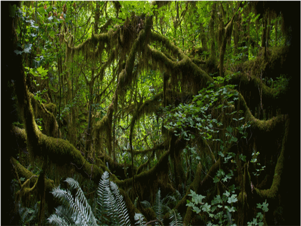 Animated Scrolling Text Over Slide - Animated Rain Forest Back Ground (796x450), Png Download