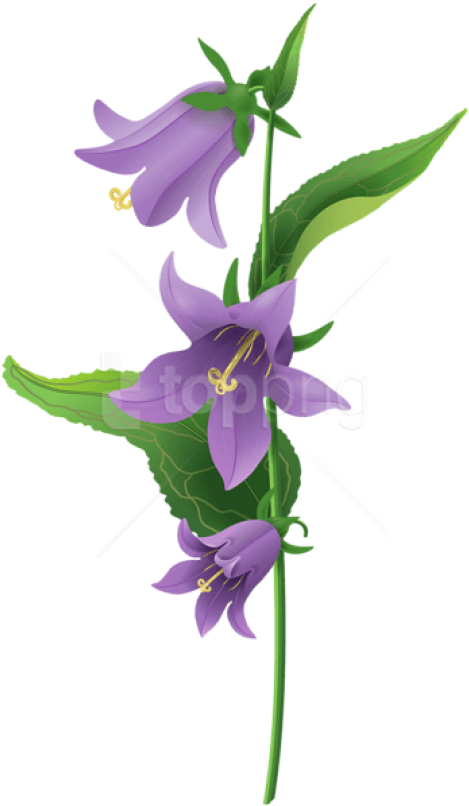 Free Png Download Wild Purple Bell Flower Png Images - Bell Flower Png (480x809), Png Download