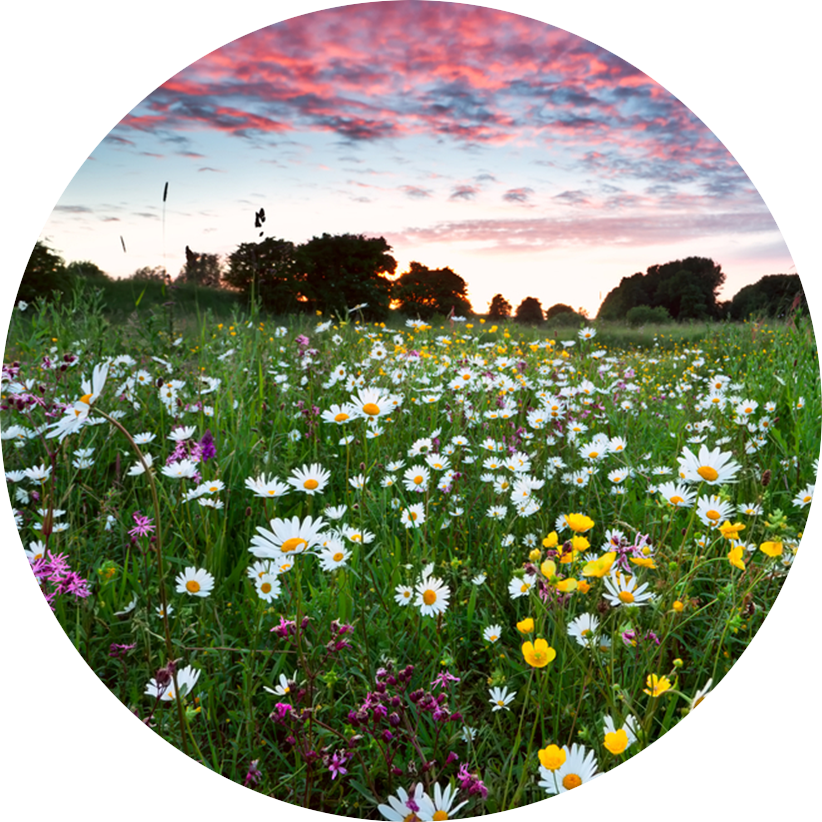 Wild Flower Turf - Līgo Svētki (822x822), Png Download