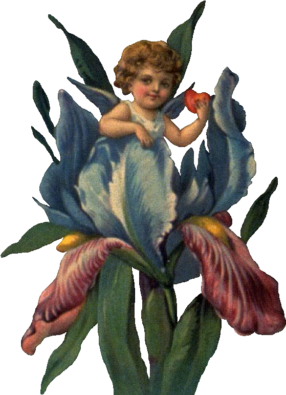 Cherub In Iris Ldm - Eu Sou Assim (636x810), Png Download