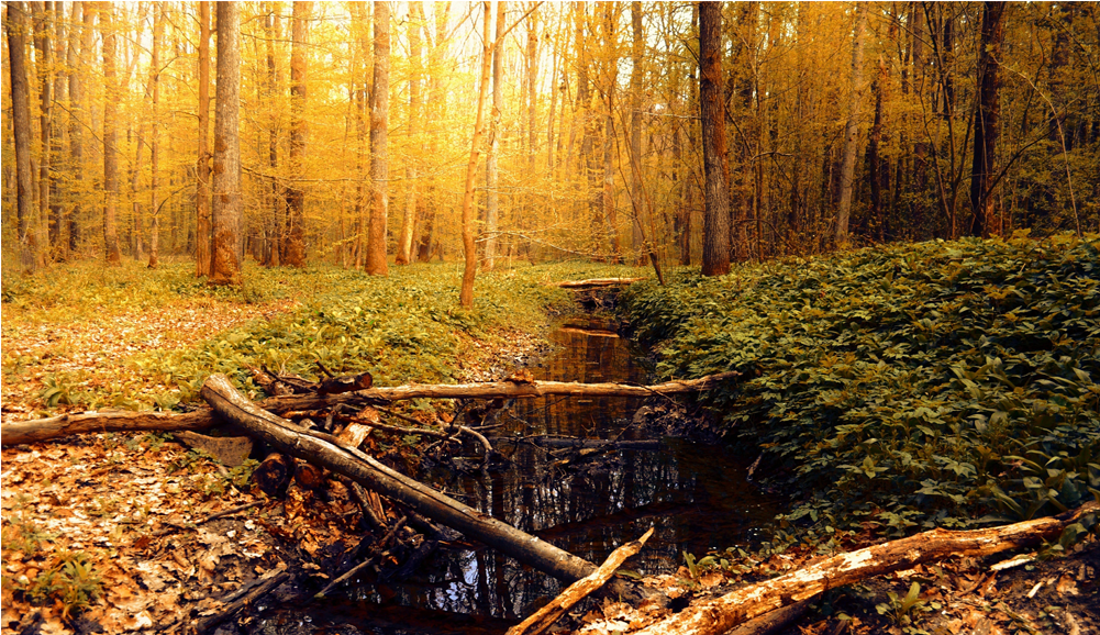 Score 50% - Autumn (1000x1000), Png Download