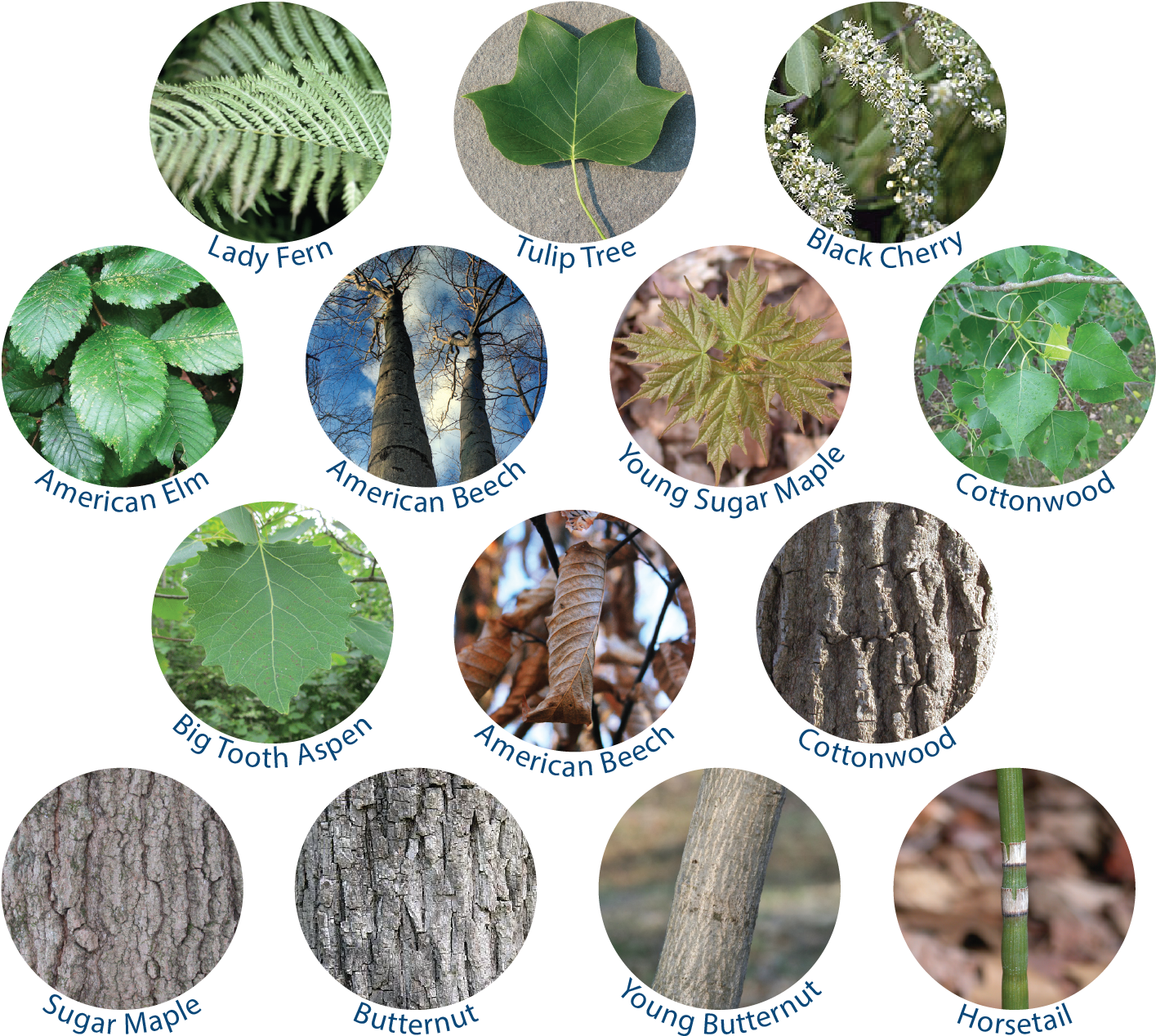 The Exotic Japanese Barberry And Shrub Honeysuckle - Kamen Rider (1537x1342), Png Download