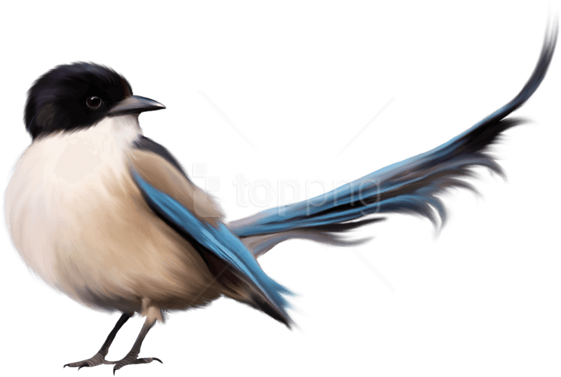 Free Png Bird Png Images Transparent - Bird Tail Clipart (850x626), Png Download