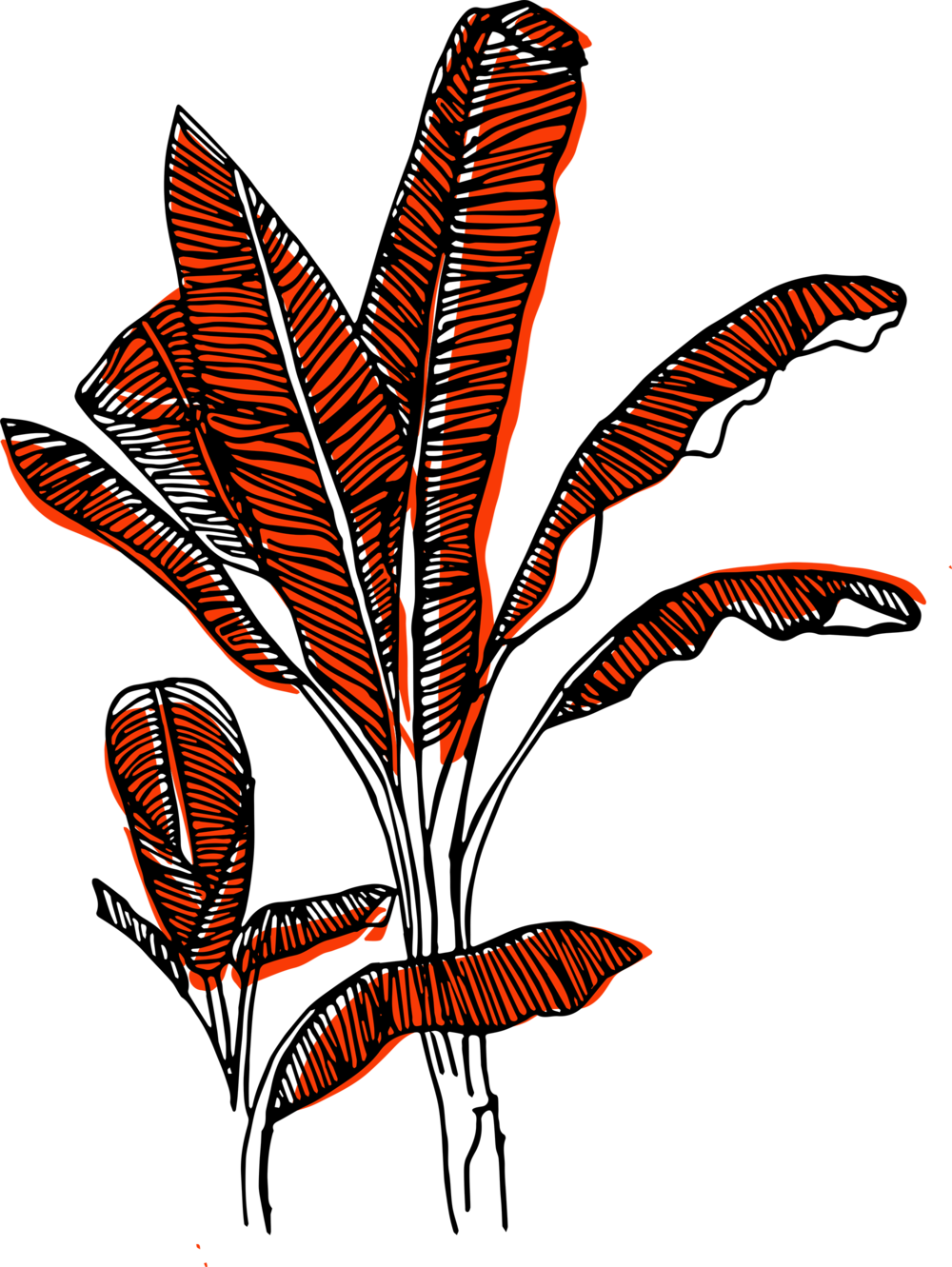 Wild Mala Banana Tree Coral (1000x1331), Png Download