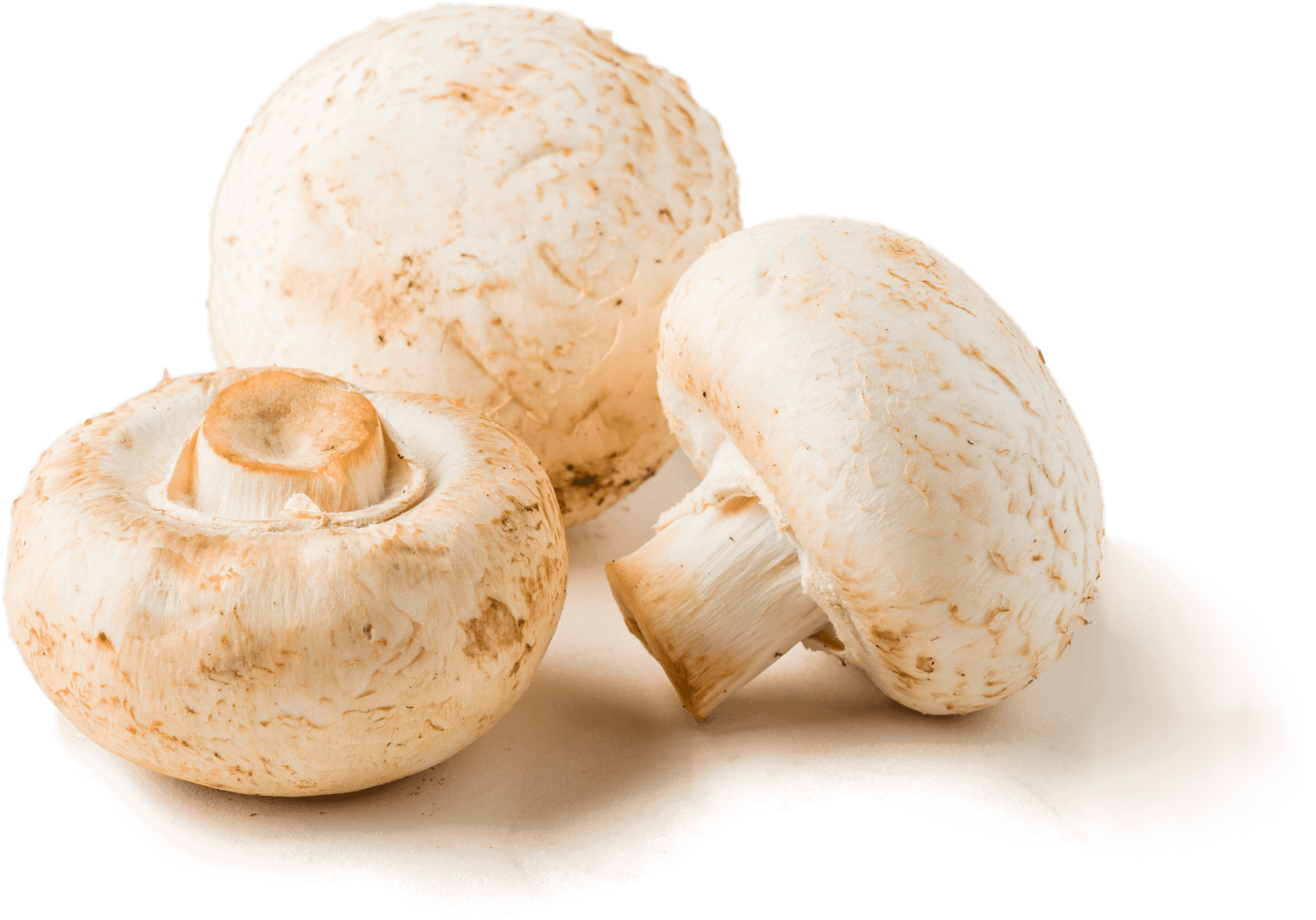 Download Braised Mushrooms Champignon Mushroom Png Image With No Background Pngkey Com Download Braised Mushrooms Champignon Mushroom Png Image With No Background Pngkey Com