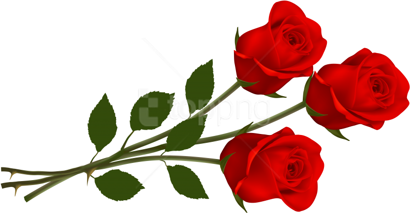 Free Png Rose Png Images Transparent - Three Red Roses (850x476), Png Download