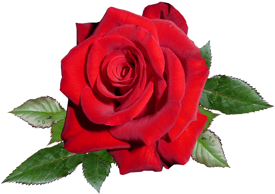Rose, Red, Romance, Valentine - Garden Roses (960x718), Png Download